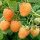 Fertődi aranyfürt málna - Rubus idaeus