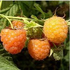 Fertődi aranyfürt málna - Rubus idaeus