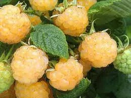 Fertődi aranyfürt málna - Rubus idaeus