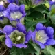 Tárnics - Gentiana scabra "Rocky Diamond Blue Heart"