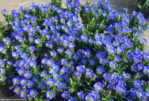 Tárnics - Gentiana scabra "Rocky Diamond Blue Heart"