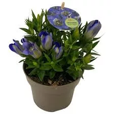 Tárnics - Gentiana scabra "Rocky Diamond Blue Heart"