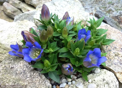 Tárnics - Gentiana scabra "Rocky Diamond Blue Heart"