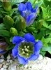 Tárnics - Gentiana scabra "Rocky Diamond Blue Heart"