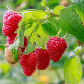   Korai érésű, bőtermő málna - Rubus idaeus" Willamatte"