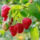 Korai érésű, bőtermő málna - Rubus idaeus" Willamatte"