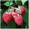 Korai málna - Rubus idaeus" Willamatte"