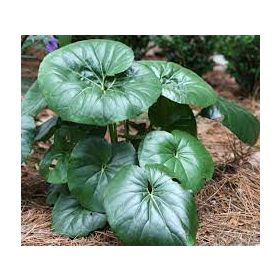 Japán Leopárdlevél - Farfugium japonicum