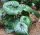 Japán Leopárdlevél - Farfugium japonicum