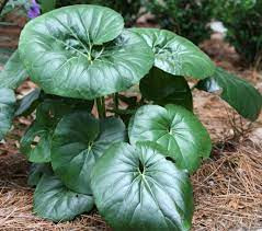 Japán Leopárdlevél - Farfugium japonicum