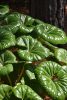 Japán Leopárdlevél - Farfugium japonicum