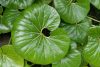 Japán Leopárdlevél - Farfugium japonicum