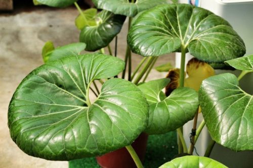 Japán Leopárdlevél - Farfugium japonicum