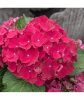 Kerti Hortenzia " Hi Fire" - Hydrangea macrophylla