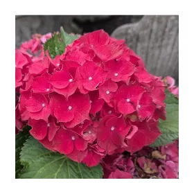 Kerti Hortenzia " Hi Fire" - Hydrangea macrophylla