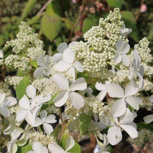 Bugás hortenzia - "Butterfly" - Hydrangea Paniculata