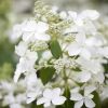 Bugás hortenzia - "Butterfly" - Hydrangea Paniculata