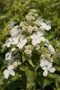 Bugás hortenzia - "Butterfly" - Hydrangea Paniculata