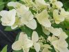 Bugás hortenzia - "Butterfly" - Hydrangea Paniculata