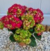 Kerti Hortenzia " Hi Fire" - Hydrangea macrophylla