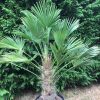 Japán kenderpálma - Trachycarpus Wagnerianus cs24