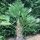 Japán kenderpálma - Trachycarpus Wagnerianus cs24