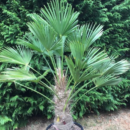Japán kenderpálma - Trachycarpus Wagnerianus cs24