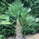 Japán kenderpálma - Trachycarpus Wagnerianus cs24