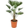 Japán kenderpálma - Trachycarpus Wagnerianus cs24