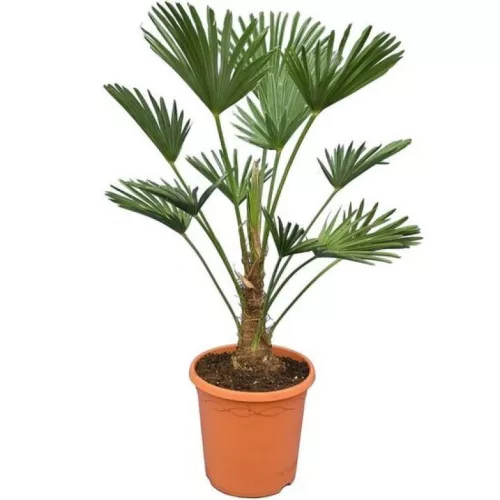 Japán kenderpálma - Trachycarpus Wagnerianus cs24
