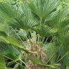 Japán kenderpálma - Trachycarpus Wagnerianus cs24