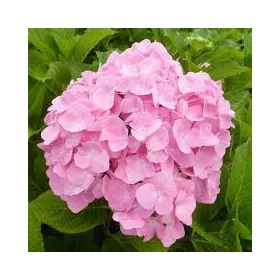   Kerti hortenzia - Hydrangea macrophylla 'Belle Seduction" - Cs 9