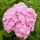 Kerti hortenzia - Hydrangea macrophylla 'Belle Seduction" - Cs 9