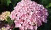 Kerti hortenzia - Hydrangea macrophylla 'Belle Seduction" - Cs 9