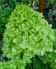 Bugás Hortenzia - 'Limelight' - Hydrangea paniculata - 5L