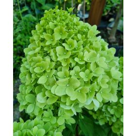 Bugás Hortenzia - 'Limelight' - Hydrangea paniculata - 5L