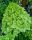 Bugás Hortenzia - 'Limelight' - Hydrangea paniculata - 5L