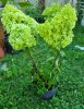 Bugás Hortenzia - 'Limelight' - Hydrangea paniculata - 5L