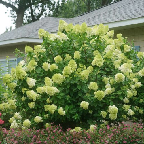 Bugás Hortenzia - 'Limelight' - Hydrangea paniculata - 5L