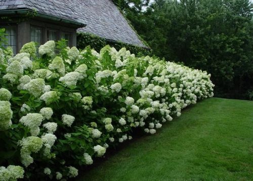 Bugás Hortenzia - 'Limelight' - Hydrangea paniculata - 5L