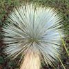 Yucca rostrata - Pálmaliliom