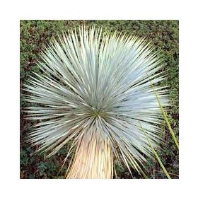 Yucca rostrata - Pálmaliliom