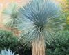 Yucca rostrata - Pálmaliliom