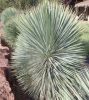 Yucca rostrata - Pálmaliliom