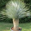 Yucca rostrata - Pálmaliliom