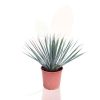 Yucca rostrata - Pálmaliliom