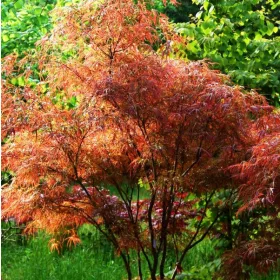 Japán juhar - Acer palmatum "Linearilobum" K3