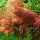 Japán juhar - Acer palmatum "Linearilobum" K3
