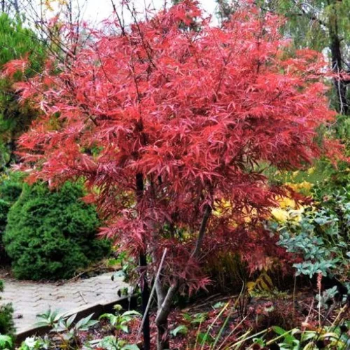 Japán juhar - Acer palmatum "Linearilobum" K3