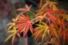 Japán juhar - Acer palmatum "Linearilobum" K3